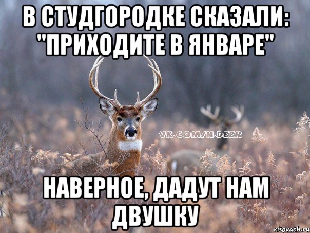 в студгородке сказали: "приходите в январе" наверное, дадут нам двушку, Мем   Наивный олень