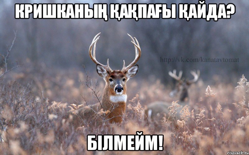 кришканың қақпағы қайда? білмейм!