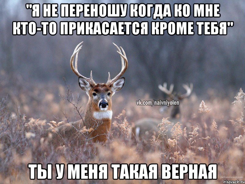 "я не переношу когда ко мне кто-то прикасается кроме тебя" ты у меня такая верная, Мем   Наивный олень