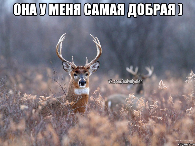 Она у меня самая добрая ) , Мем   Наивный олень