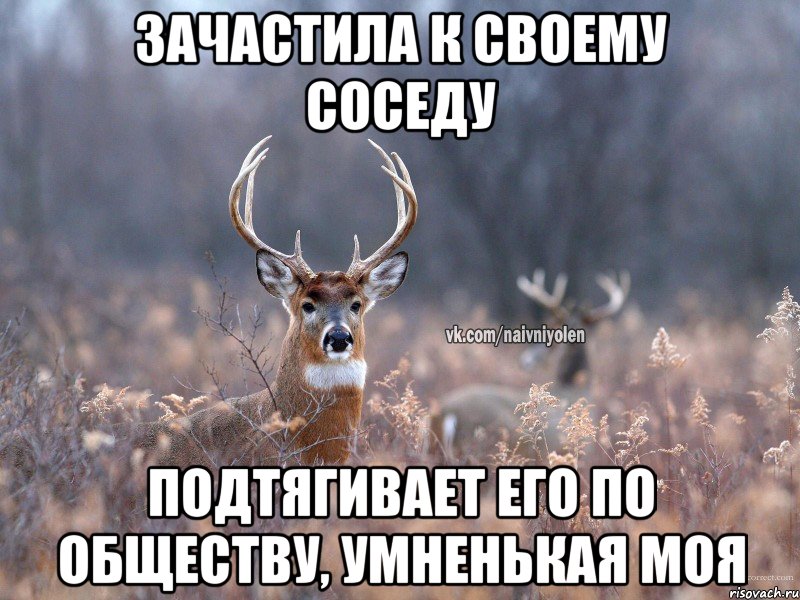 зачастила к своему соседу подтягивает его по обществу, умненькая моя, Мем   Наивный олень