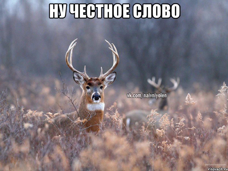 ну честное слово , Мем   Наивный олень