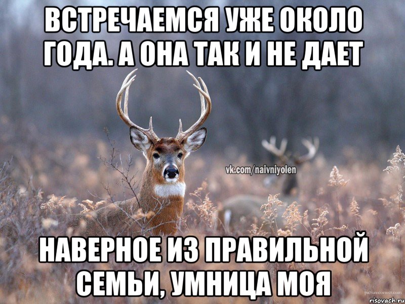 встречаемся уже около года. а она так и не дает наверное из правильной семьи, умница моя, Мем   Наивный олень