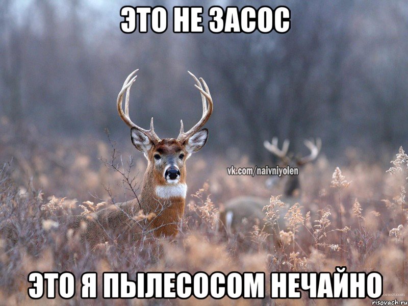 Это не засос Это я пылесосом нечайно, Мем   Наивный олень