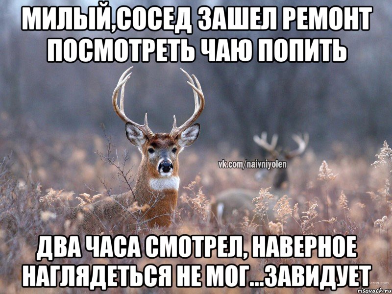 Милый,сосед зашел ремонт посмотреть чаю попить Два часа смотрел, наверное наглядеться не мог...завидует, Мем   Наивный олень