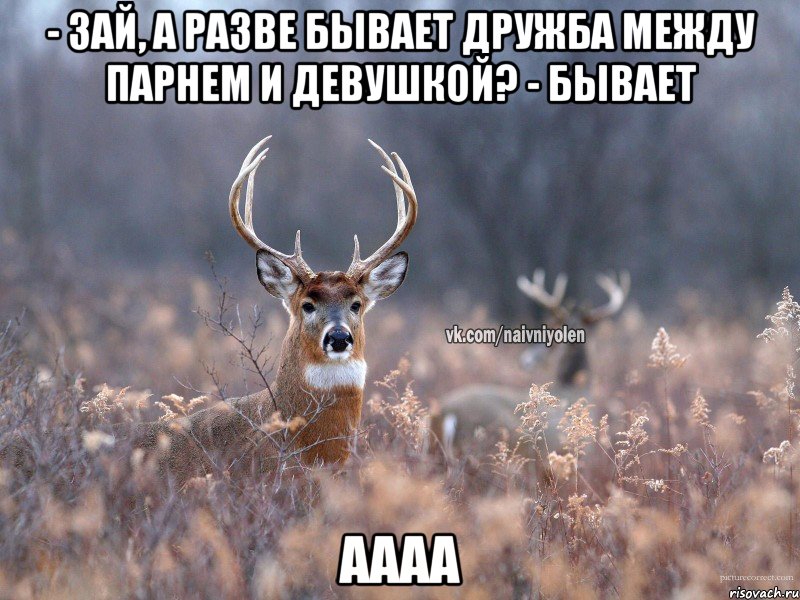 - Зай, а разве бывает дружба между парнем и девушкой? - Бывает АААА, Мем   Наивный олень