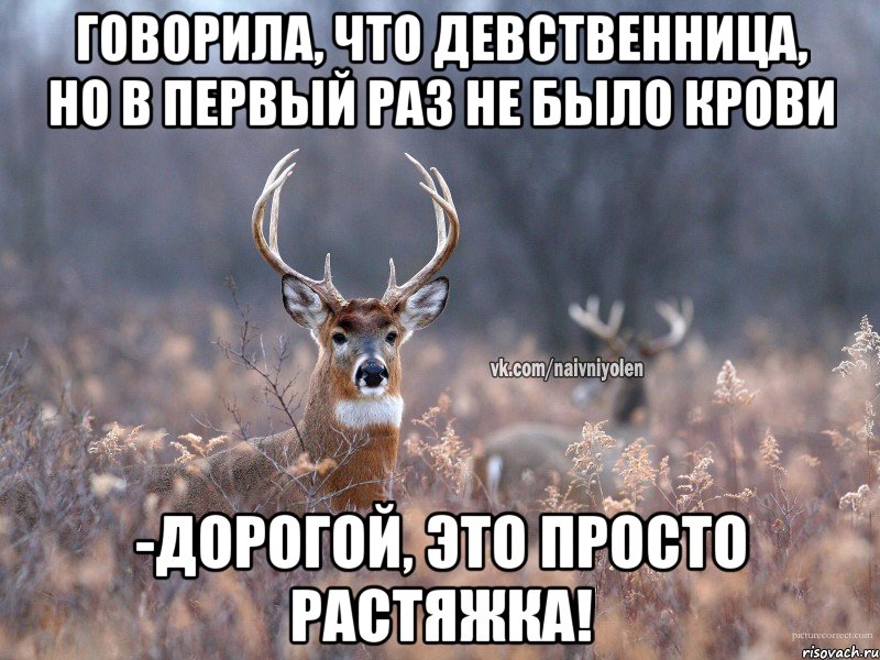 Говорила, что девственница, но в первый раз не было крови -Дорогой, это просто растяжка!, Мем   Наивный олень