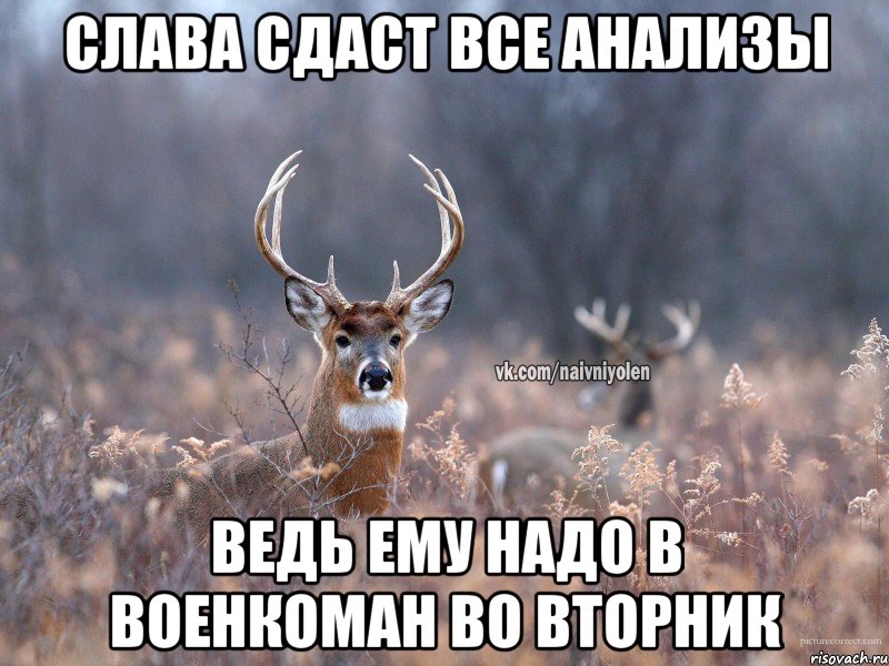 Слава сдаст все анализы ведь ему надо в военкоман во вторник, Мем   Наивный олень