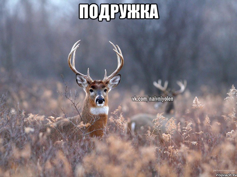 подружка 