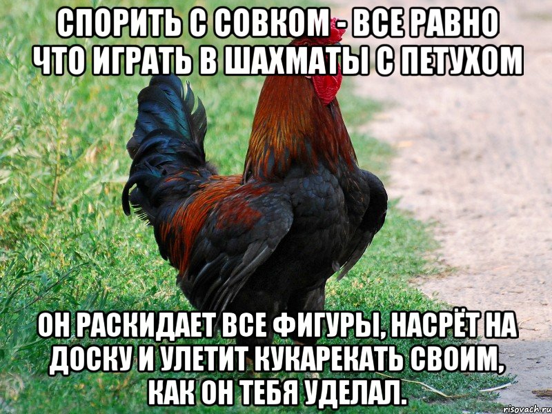 Спорить с совком - все равно что играть в шахматы с петухом он раскидает все фигуры, насрёт на доску и улетит кукарекать своим, как он тебя уделал., Мем петух