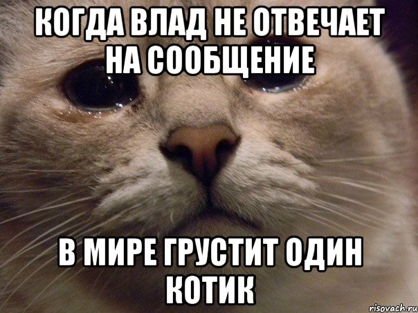 Когда Влад не отвечает на сообщение в мире грустит один котик, Мем   В мире грустит один котик