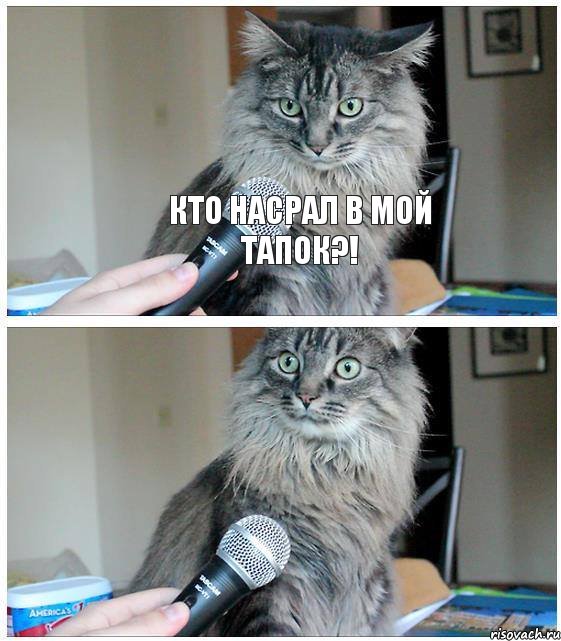 Кто насрал в МОЙ ТАПОК?! , Комикс  кот с микрофоном