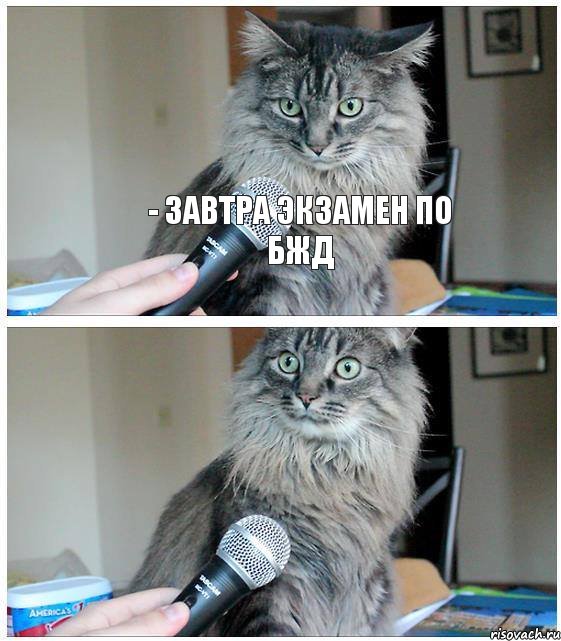 - завтра экзамен по БЖД , Комикс  кот с микрофоном