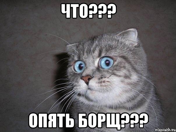 ЧТО??? ОПЯТЬ БОРЩ???, Мем  удивлённый кот