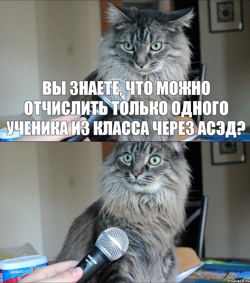 ВЫ ЗНАЕТЕ, что можно отчислить только одного ученика из класса через АСЭД? , Комикс  кот с микрофоном