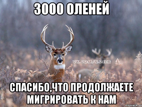 3000 оленей спасибо,что продолжаете мигрировать к нам, Мем   Наивный олень