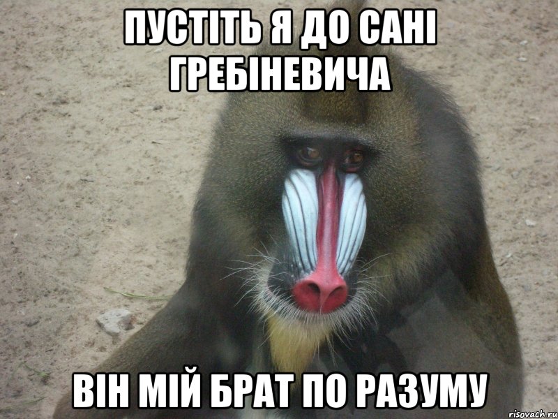 Пустіть я до Сані Гребіневича Він мій брат по разуму, Мем задумчивая обезьяна