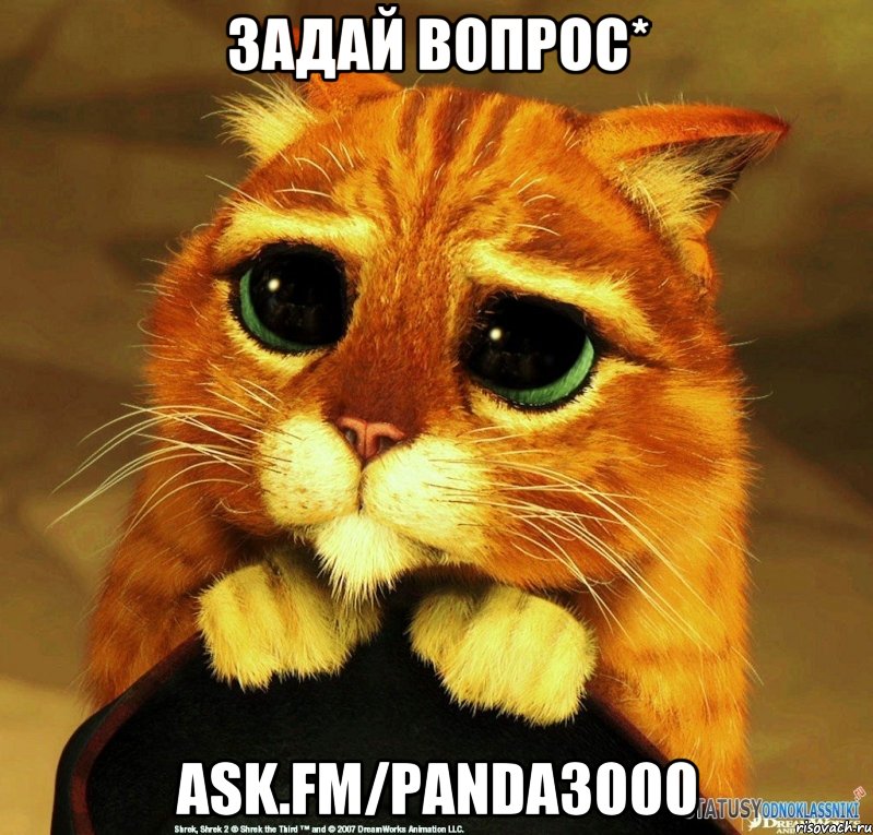 Задай вопрос* ask.fm/Panda3000, Мем Котик из Шрека