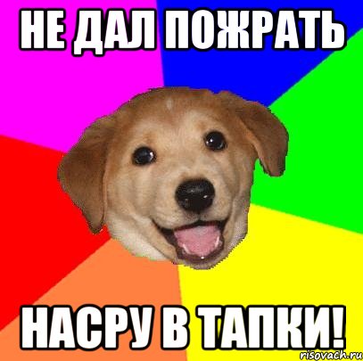 Не дал пожрать Насру в тапки!, Мем Advice Dog