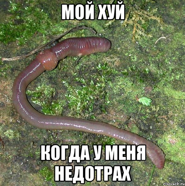 мой хуй когда у меня недотрах, Мем черв