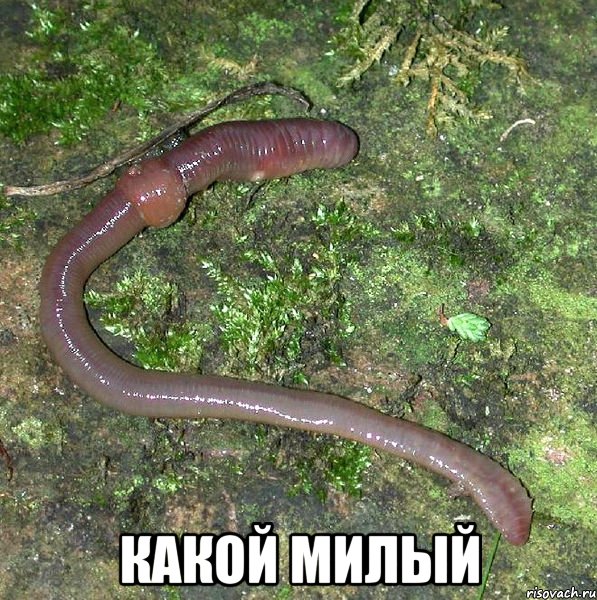  Какой милый, Мем черв