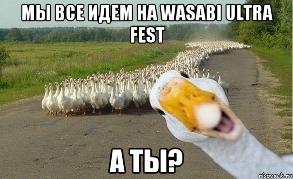 мы все идем на WASABI ULTRA FEST А ты?, Мем гуси