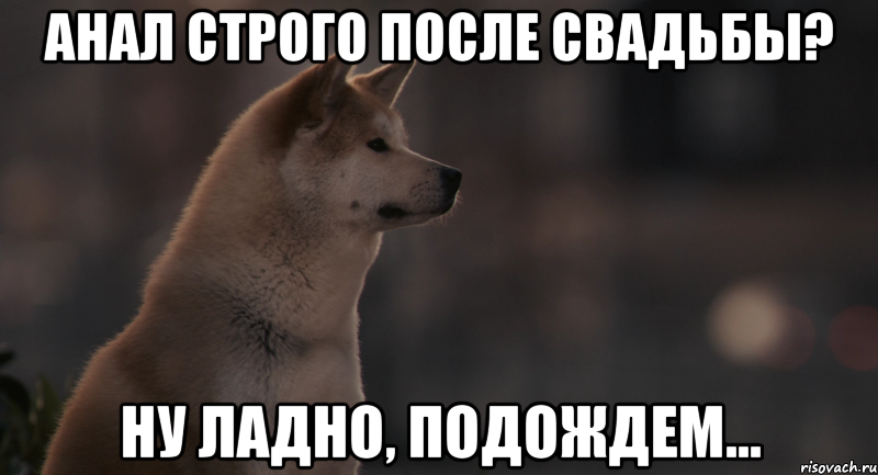 Анал строго после свадьбы? Ну ладно, подождем..., Мем Хатико