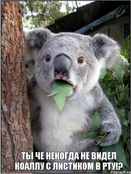 ты че некогда не видел коаллу с листиком в рту!?, Комикс коала