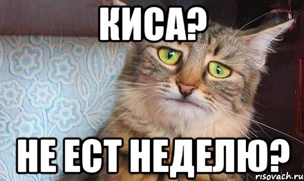 Киса? Не ест неделю?