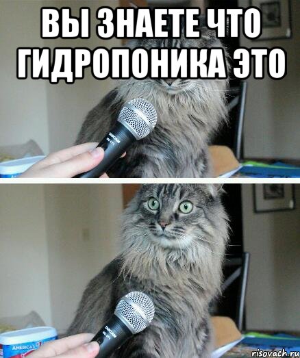 Вы знаете что гидропоника это , Комикс  кот с микрофоном
