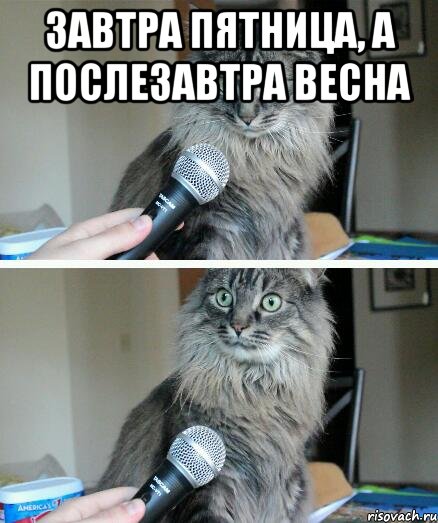 завтра пятница, а послезавтра весна , Комикс  кот с микрофоном