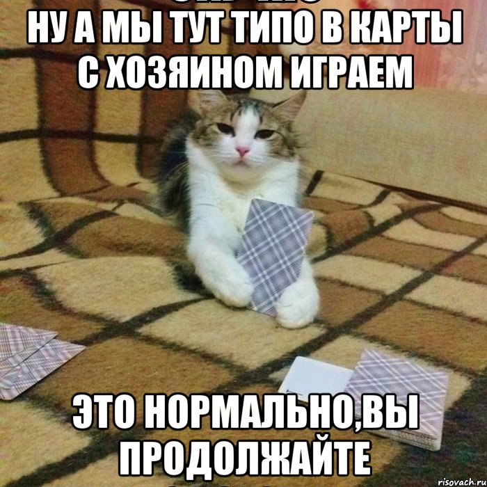 Кот с картами мем