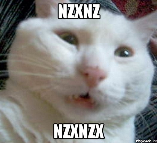 nzxnz nzxnzx, Мем Котэ позитивный