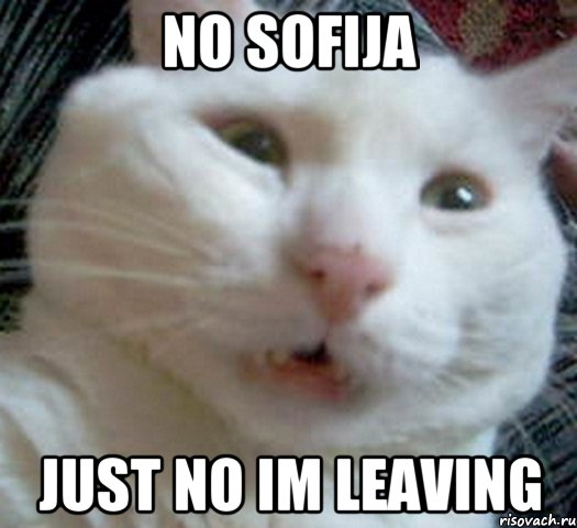 no sofija just no im leaving, Мем Котэ позитивный