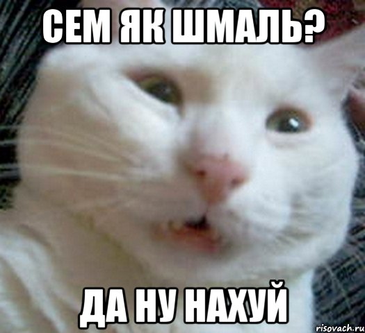 сем як шмаль? да ну нахуй, Мем Котэ позитивный