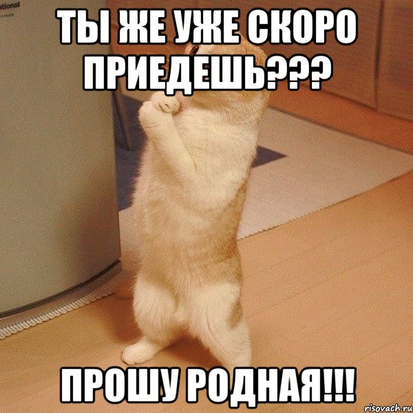 Ты же уже скоро приедешь??? Прошу родная!!!, Мем  котэ молится