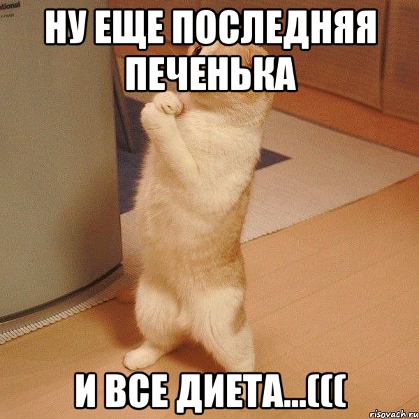 ну еще последняя печенька и все диета...(((, Мем  котэ молится