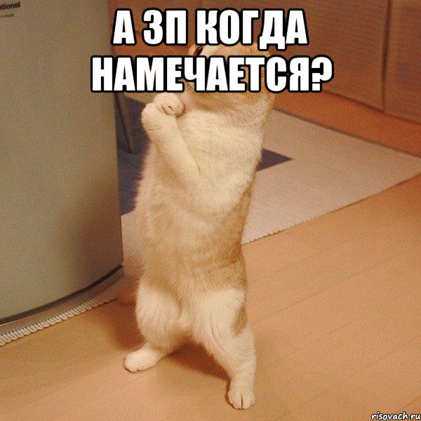 а зп когда намечается? , Мем  котэ молится