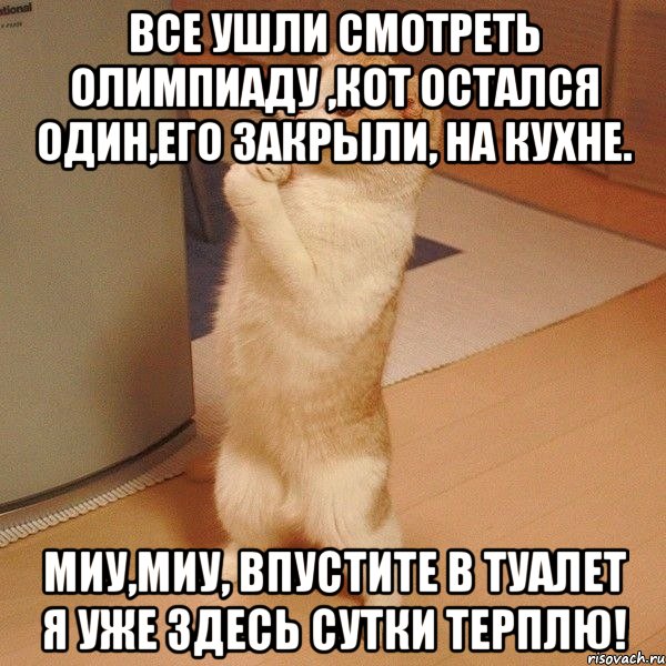 Все ушли смотреть олимпиаду ,кот остался один,его закрыли, на кухне. миу,миу, впустите в туалет я уже здесь сутки терплю!, Мем  котэ молится