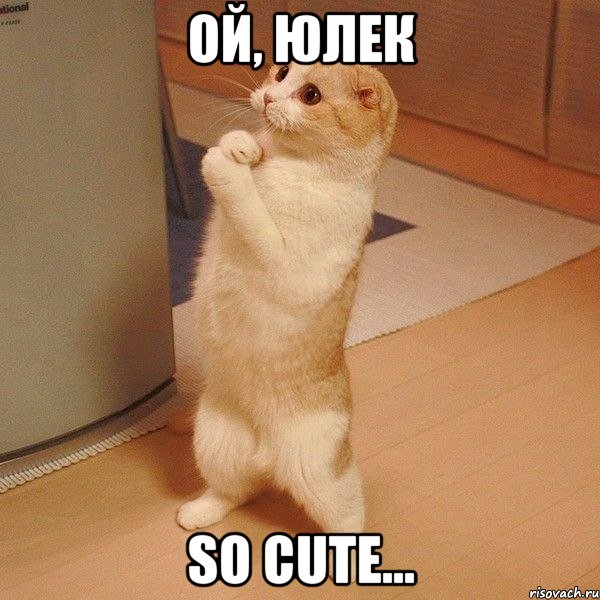 Ой, Юлек So cute..., Мем  котэ молится