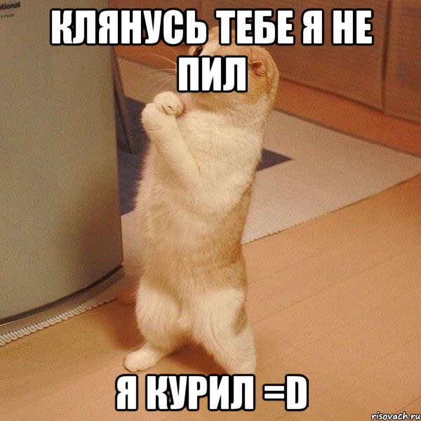 клянусь тебе я не пил Я курил =D, Мем  котэ молится