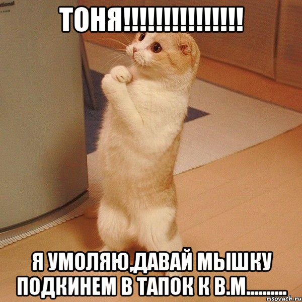 Тоня!!!!!!!!!!!!!!! Я умоляю,давай мышку подкинем в тапок к В.М.........., Мем  котэ молится