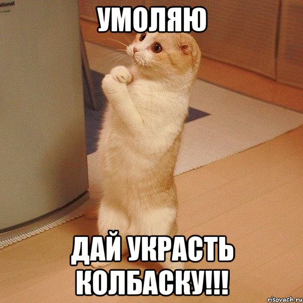 Умоляю дай украсть колбаску!!!, Мем  котэ молится