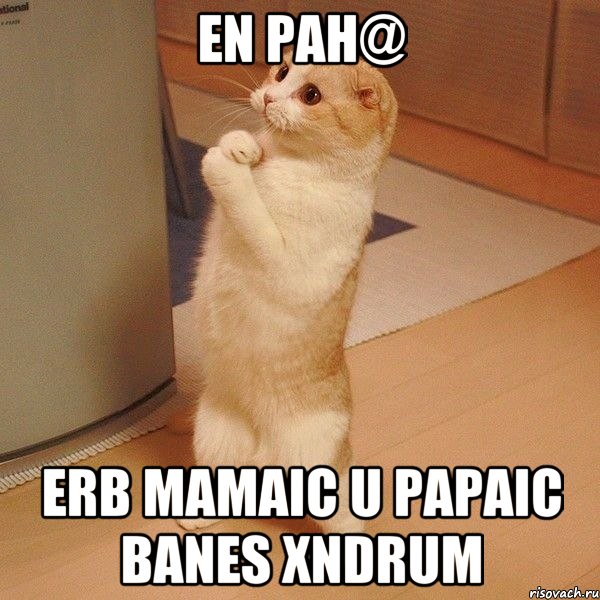 En pah@ erb mamaic u papaic banes xndrum, Мем  котэ молится