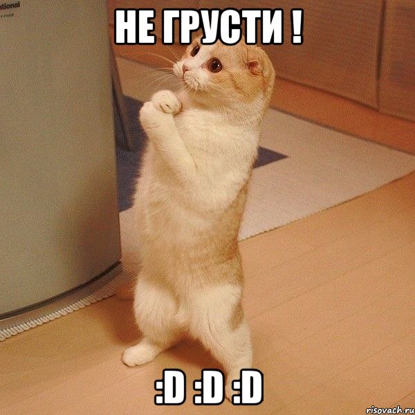 Не грусти ! :D :D :D, Мем  котэ молится