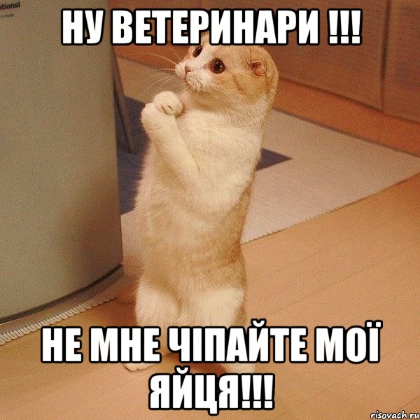 ну ВЕТЕРИНАРИ !!! не мне чіпайте мої яйця!!!, Мем  котэ молится