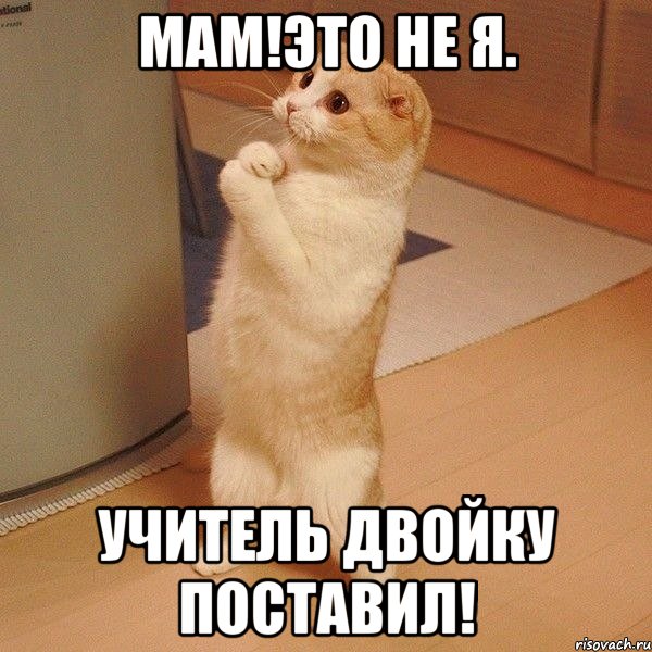 Мам!Это не я. Учитель двойку поставил!, Мем  котэ молится