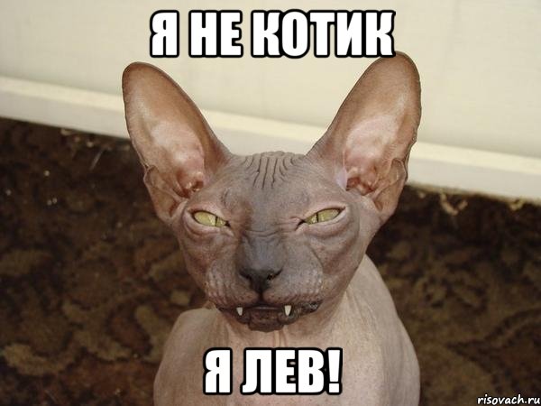 я не котик я лев!, Мем  Злой котик