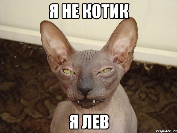 я не котик я лев, Мем  Злой котик