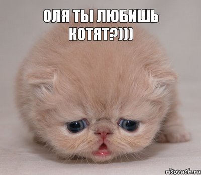 оля ты любишь котят?)))